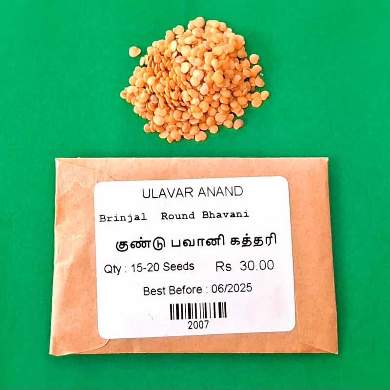SHORT BHAVANI BRINJAL (குண்டு பவானி கத்தரி) SHORT BHAVANI BRINJAL (குண்டு பவானி கத்தரி)