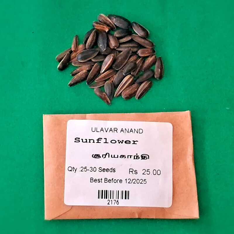 SUNFLOWER (சூரியகாந்தி பூ) SUNFLOWER (சூரியகாந்தி பூ)