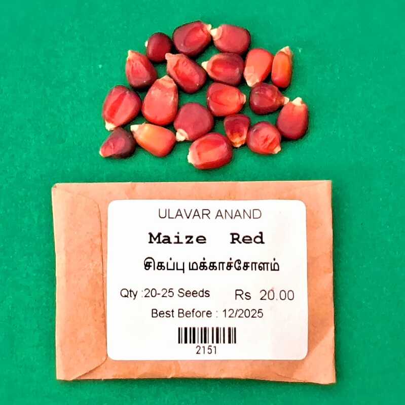 RED MAIZE NATIVE CORN MAKKA SOLAM ( மக்காசோளம்-சிகப்பு) RED MAIZE NATIVE CORN MAKKA SOLAM ( மக்காசோளம்-சிகப்பு)