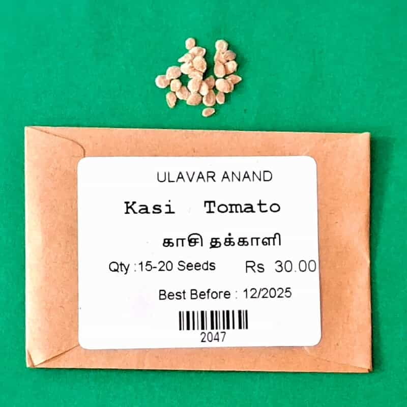 Kasi Tomotto ( காசி தக்காளி ) Kasi Tomotto ( காசி தக்காளி )
