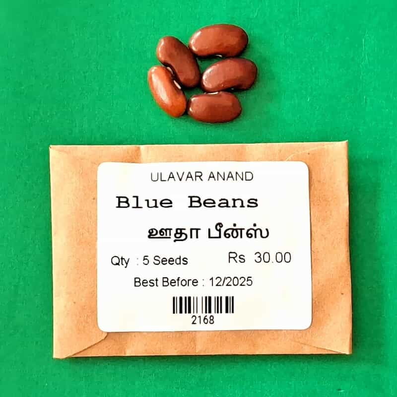 Blue Beans (ஊதா பீன்ஸ்) Blue Beans (ஊதா பீன்ஸ்)