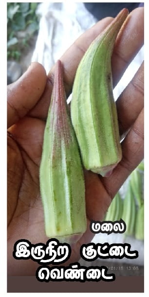 டபுள் கலர் வெண்டை | double color Ladiesfinger டபுள் கலர் வெண்டை | double color Ladiesfinger