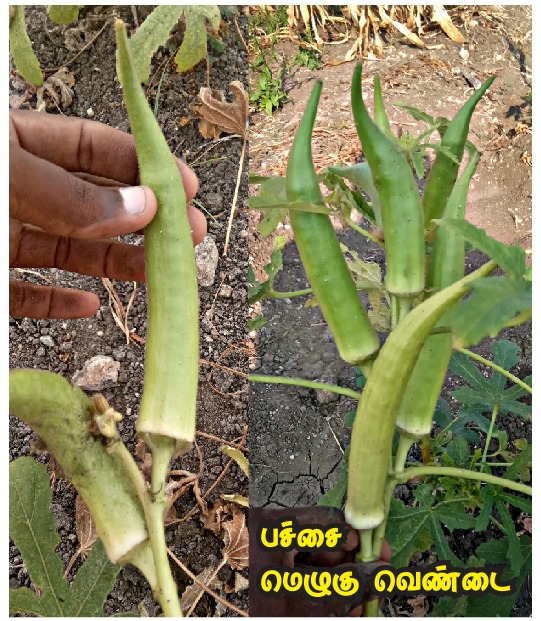 Melugu - Ladies finger ( மெழுகு வெண்டை ) Melugu - Ladies finger ( மெழுகு வெண்டை )
