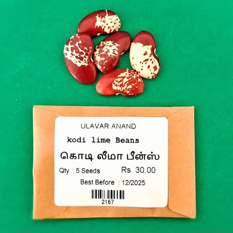 Kodi Lima Beans (கொடி லீமா பீன்ஸ் ) Kodi Lima Beans (கொடி லீமா பீன்ஸ் )