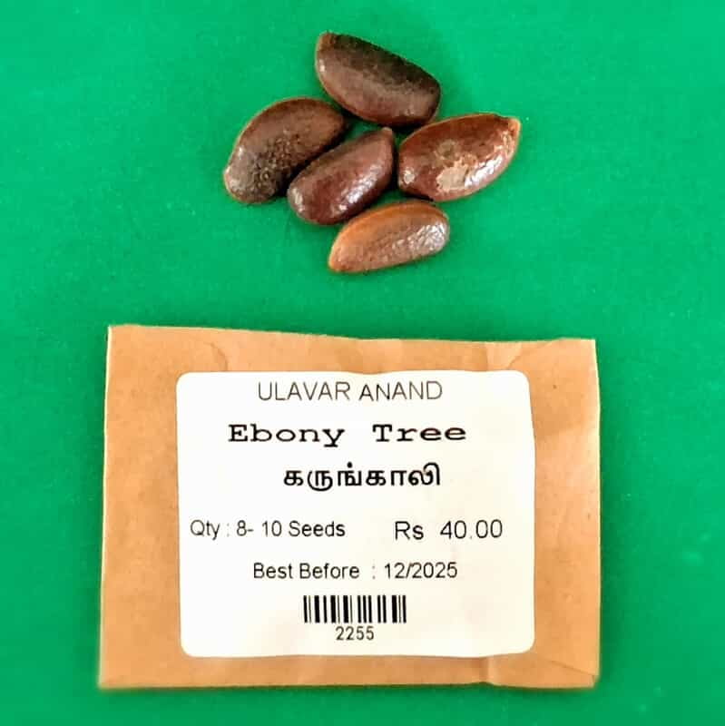 Ebony(Karungali) Tree Seed ( கருங்காலி ) Ebony(Karungali) Tree Seed ( கருங்காலி )