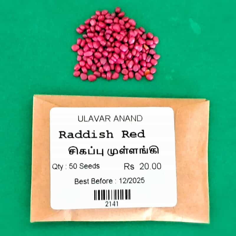 Red Raddish | சிகப்பு முள்ளங்கி Red Raddish | சிகப்பு முள்ளங்கி
