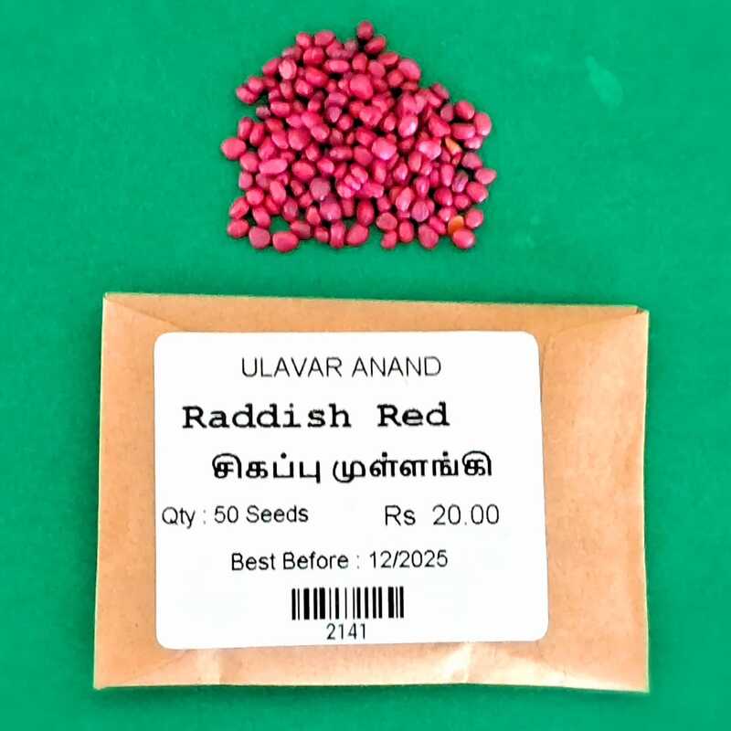 Red Raddish | சிகப்பு முள்ளங்கி Red Raddish | சிகப்பு முள்ளங்கி