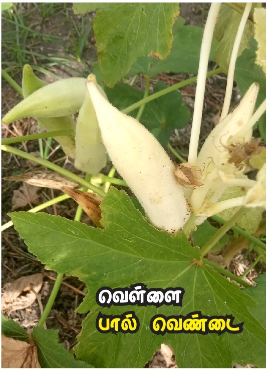 வெள்ளை வெண்டை | Vellai Vendai வெள்ளை வெண்டை | Vellai Vendai