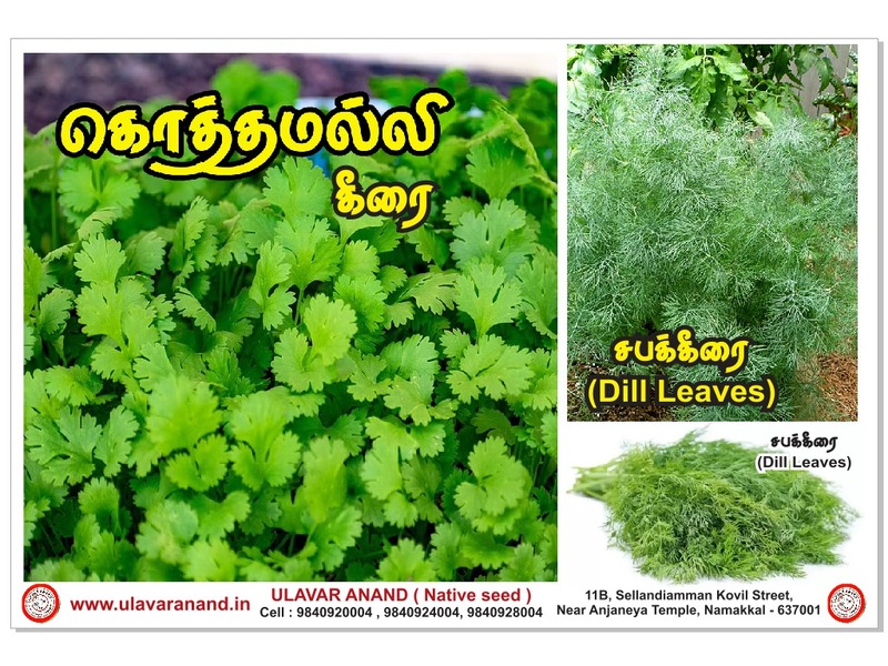 Sabak keerai ( சபக்கீரை ) Sabak keerai ( சபக்கீரை )