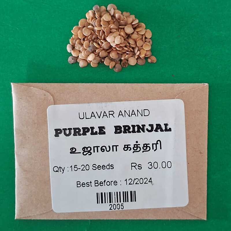 UJALA BRINJAL (உஜாலா கத்தரி) UJALA BRINJAL (உஜாலா கத்தரி)