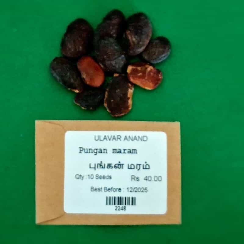 PUNGAN (புங்கன் ) PUNGAN (புங்கன் )