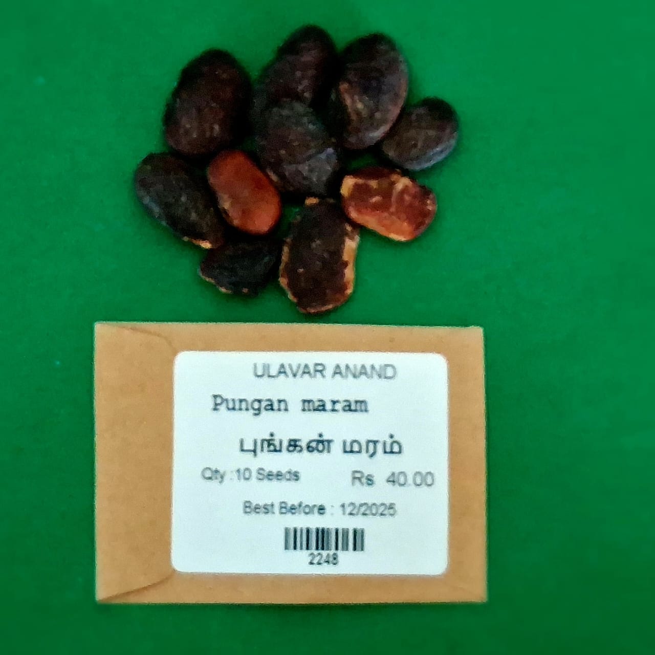 PUNGAN (புங்கன் ) PUNGAN (புங்கன் )