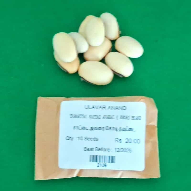 THAMATTAI SATTAI AVARAI ( SWORD BEANS ) (சாட்டை அவரை கொடி தமட்டை) THAMATTAI SATTAI AVARAI ( SWORD BEANS ) (சாட்டை அவரை கொடி தமட்டை)