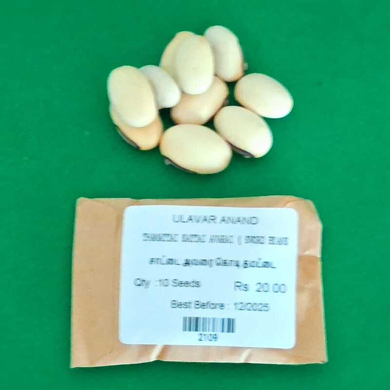 THAMATTAI SATTAI AVARAI ( SWORD BEANS ) (சாட்டை அவரை கொடி தமட்டை) THAMATTAI SATTAI AVARAI ( SWORD BEANS ) (சாட்டை அவரை கொடி தமட்டை)