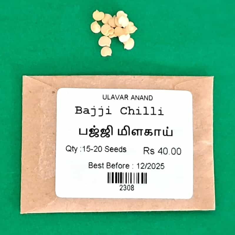 Bajji Chilli _ பஜ்ஜி மிளகாய் Bajji Chilli _ பஜ்ஜி மிளகாய்
