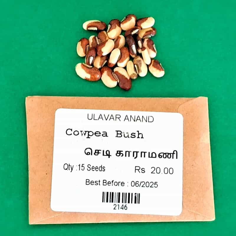 PLANT COWPEA - SEDI KARAMANI (செடி காராமணி) PLANT COWPEA - SEDI KARAMANI (செடி காராமணி)
