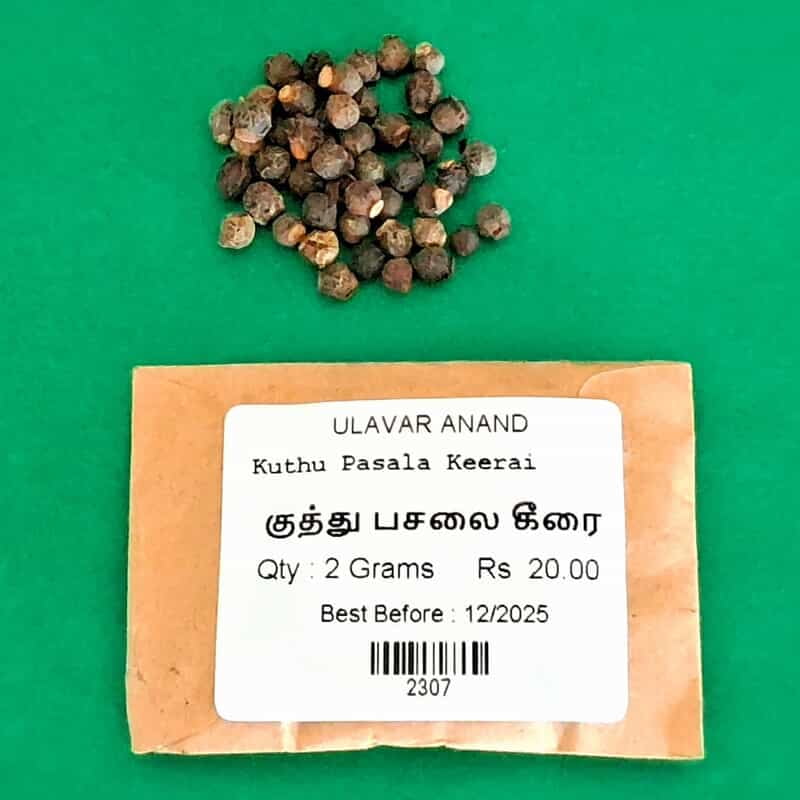 Kuthu Pasala Keerai _ குத்து பசலை கீரை Kuthu Pasala Keerai _ குத்து பசலை கீரை