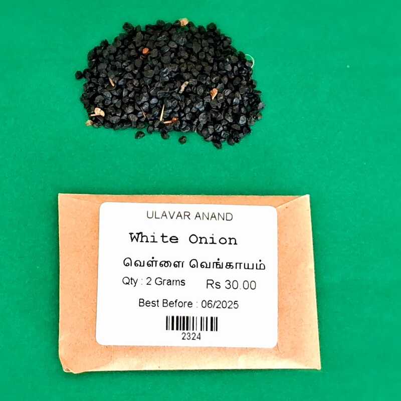 White Onion | வெள்ளை வெங்காயம் White Onion | வெள்ளை வெங்காயம்