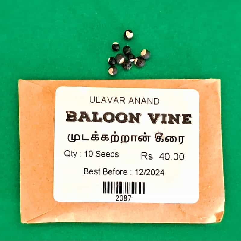MUDAKATRAN KEERAI - BALLON VINE (முடக்கற்றான் கீரை) MUDAKATRAN KEERAI - BALLON VINE (முடக்கற்றான் கீரை)