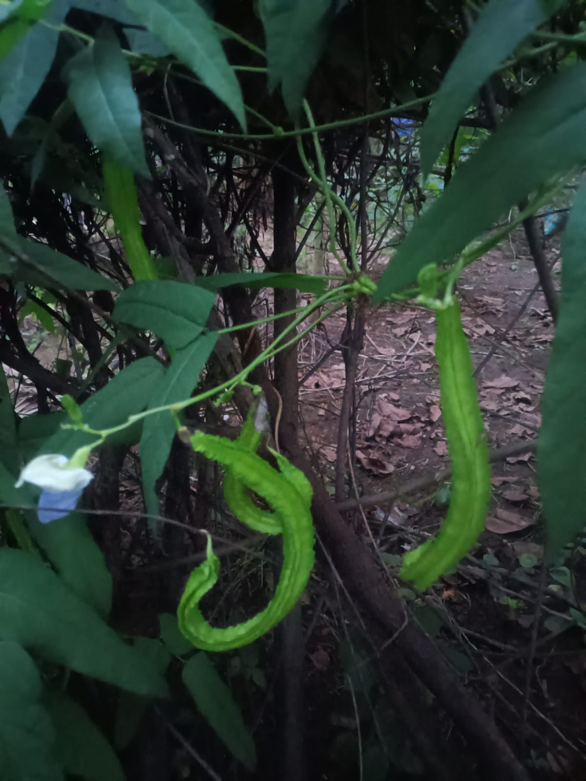 Winged beans ( நீட்ட சிறகு அவரை ) Winged beans ( நீட்ட சிறகு அவரை )
