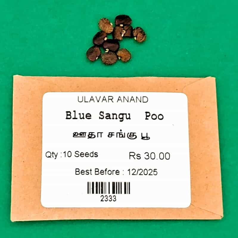 Blue Sangu Poo | ஊதா சங்கு பூ