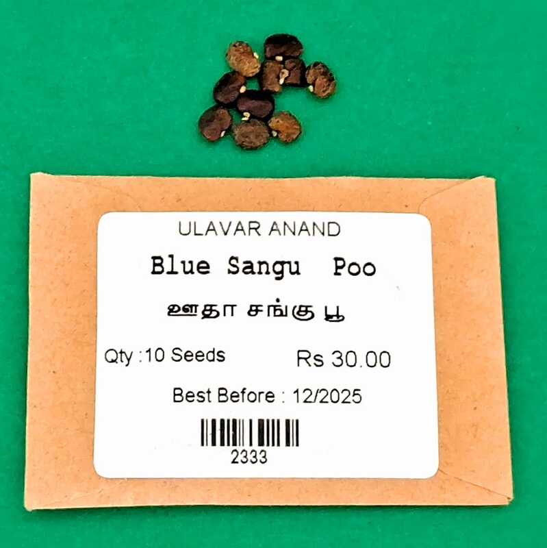 Blue Sangu Poo | ஊதா சங்கு பூ