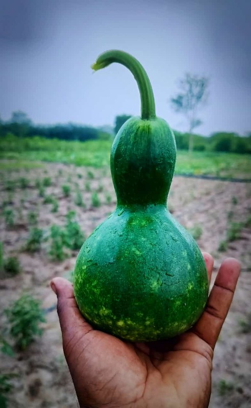 KUMBA SURAI (கும்ப சுரைக்காய்) KUMBA SURAI (கும்ப சுரைக்காய்)