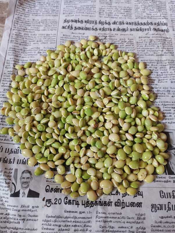 Chedi Hyacinth Beans _ செடி மொச்சை Chedi Hyacinth Beans _ செடி மொச்சை