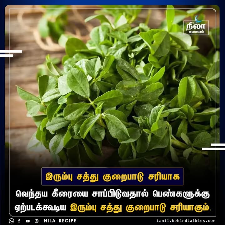 VENTHAYA KEERAI ( FEUNGREEK ) (வெத்தயக்கீரை) VENTHAYA KEERAI ( FEUNGREEK ) (வெத்தயக்கீரை)