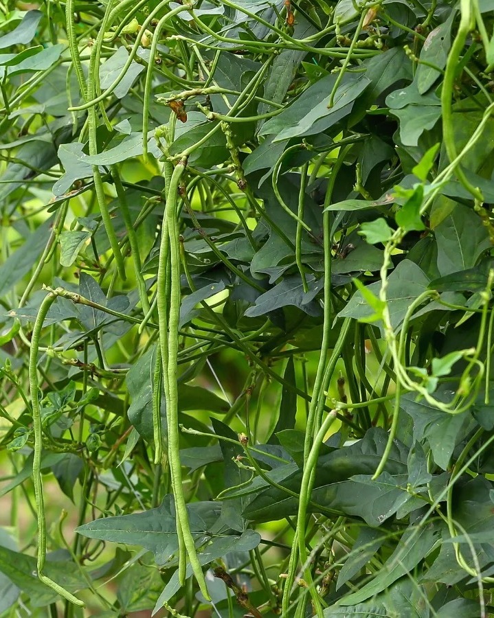 BlackYard Bean | கருப்பு கொடி காராமணி