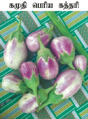 Kamudhi Brinjal  | கமுதி கத்தரி