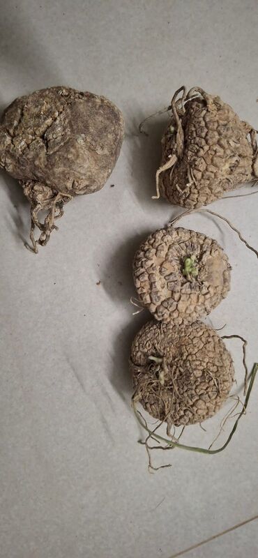 Athalaikai Seed Kilanku | அதலக்காய் விதை கிழங்கு