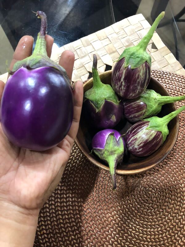Blue Striped Brinjal | ஊதா வரி கத்தரி) Blue Striped Brinjal | ஊதா வரி கத்தரி)