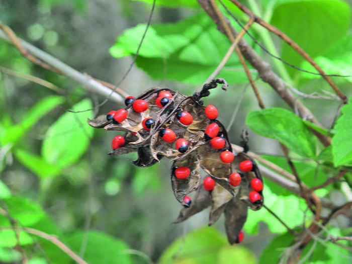Adenanthera pavonina (ஆணை குண்டுமணி ) Adenanthera pavonina (ஆணை குண்டுமணி )