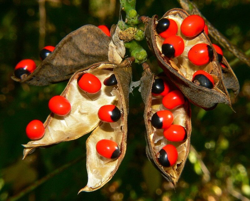 Adenanthera pavonina (ஆணை குண்டுமணி ) Adenanthera pavonina (ஆணை குண்டுமணி )