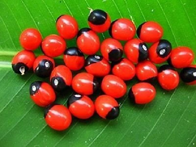 Adenanthera pavonina (ஆணை குண்டுமணி ) Adenanthera pavonina (ஆணை குண்டுமணி )