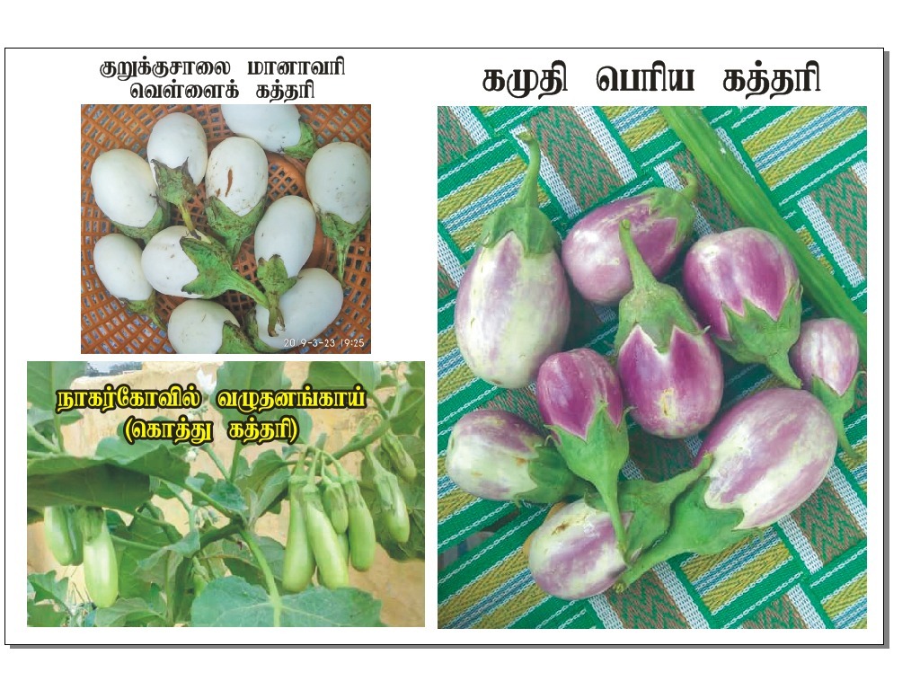 Kamudhi Brinjal  | கமுதி கத்தரி