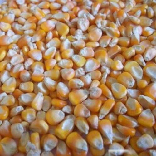 MAIZE YELLOW NATIVE CORN - MAKKASOLAM (மக்காசோளம்- மஞ்சள் ) MAIZE YELLOW NATIVE CORN - MAKKASOLAM (மக்காசோளம்- மஞ்சள் )