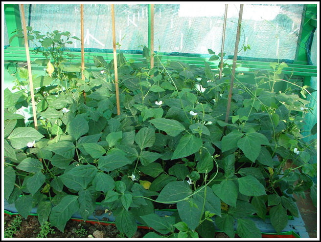 COWPEA VINE - KODI KARAMANI (கொடி காராமணி) COWPEA VINE - KODI KARAMANI (கொடி காராமணி)