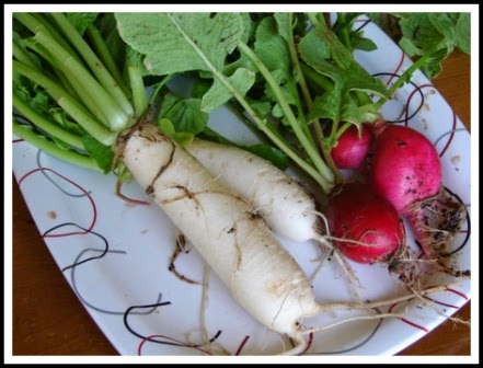 WHITE RADDISH WHITE RADDISH