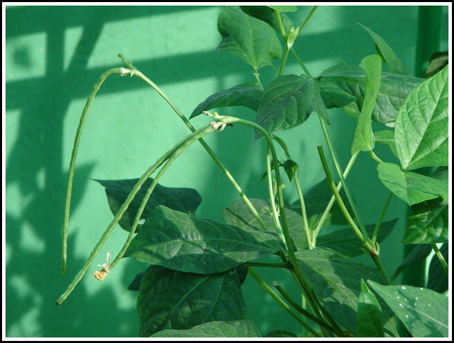 PLANT COWPEA - SEDI KARAMANI (செடி காராமணி)