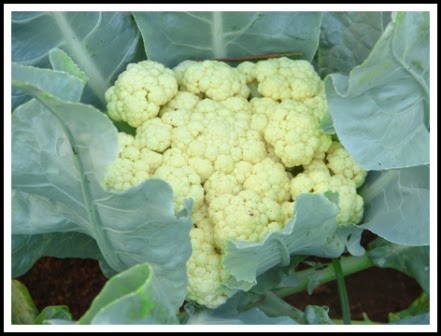 CAULIFLOWER CAULIFLOWER