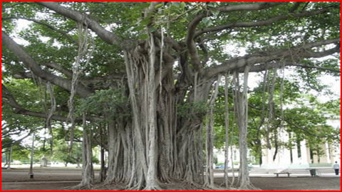 Alla Maram | Bayan Tree (ஆலமரம்) Alla Maram | Bayan Tree (ஆலமரம்)