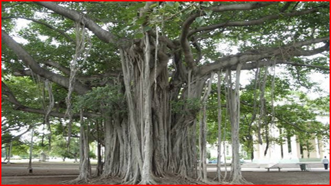Alla Maram | Bayan Tree (ஆலமரம்) Alla Maram | Bayan Tree (ஆலமரம்)