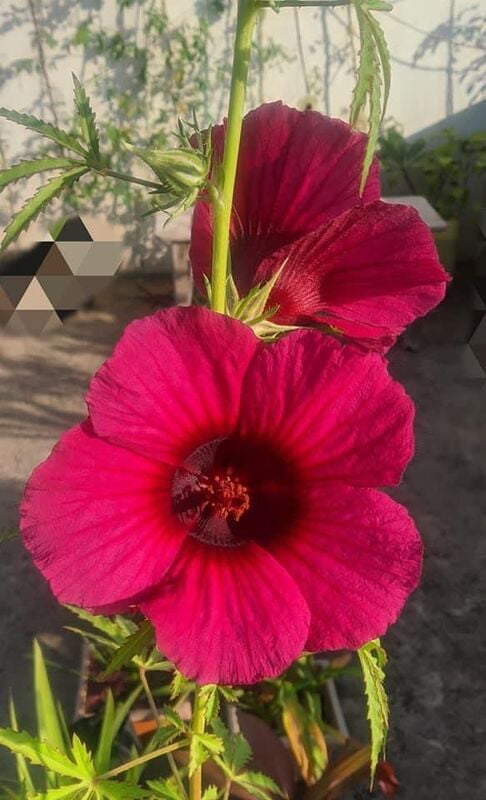 PULICHA KEERAI RED ( KENAF LEAVES ) (சிகப்பு புளிச்சக்கீரை)