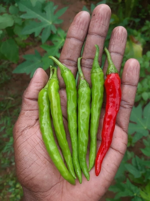LONG CHILLI (நீள சம்பா மிளகாய்)