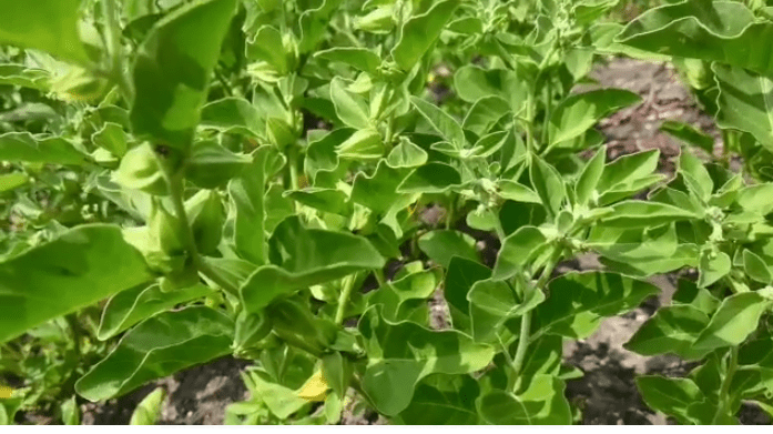 Ashwagandha Herb (அஸ்வகந்தா ) Ashwagandha Herb (அஸ்வகந்தா )