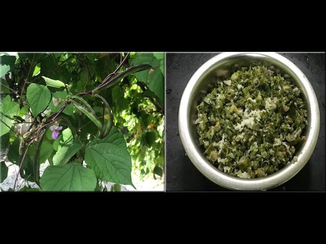 Aattu kombu Kodi Avarai _ ஆட்டு கொம்பு கொடி அவரை Aattu kombu Kodi Avarai _ ஆட்டு கொம்பு கொடி அவரை