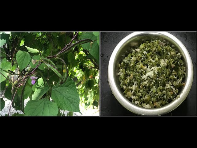 Aattu kombu Kodi Avarai _ ஆட்டு கொம்பு கொடி அவரை Aattu kombu Kodi Avarai _ ஆட்டு கொம்பு கொடி அவரை