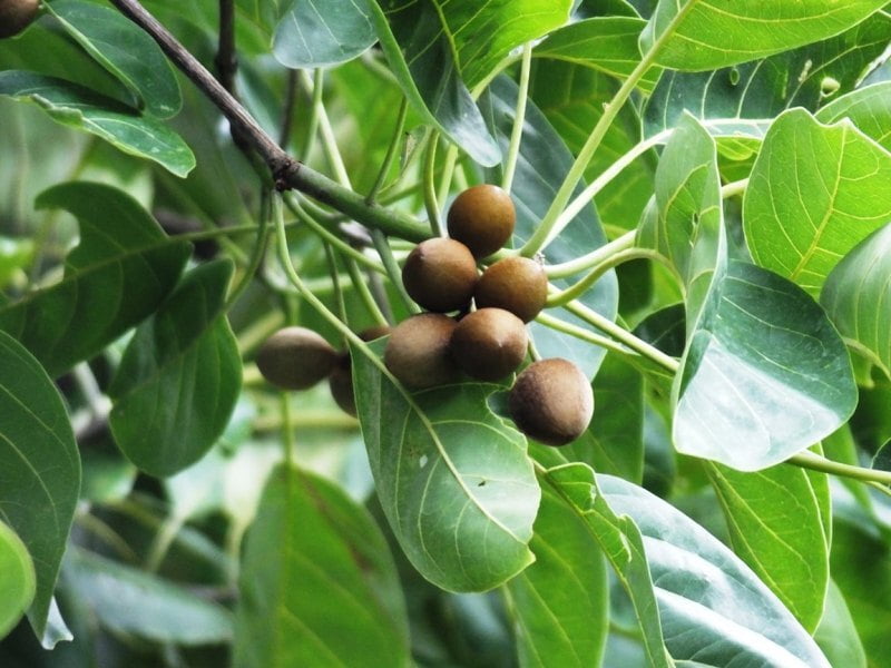 Kadukkai | Terminalia chebula (கடுக்காய்) Kadukkai | Terminalia chebula (கடுக்காய்)